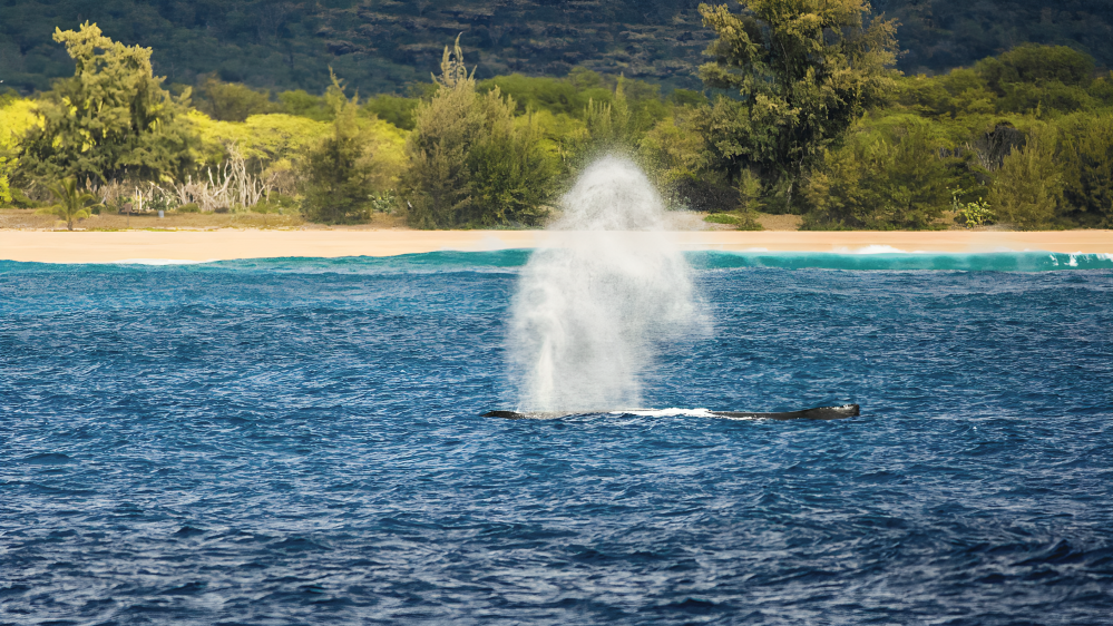 Maui's Whale Season